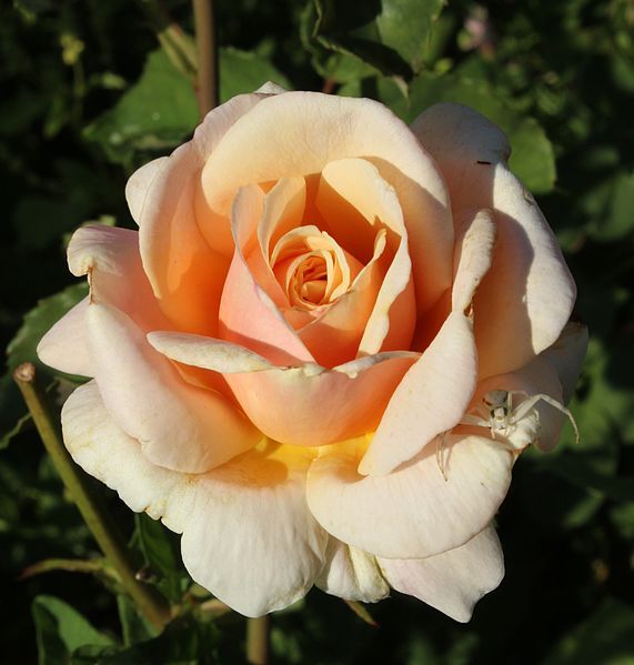 File:Rosa Diamond Jubilee.jpg