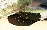 A swarm of sandflies at Georges River National Park (Australia)