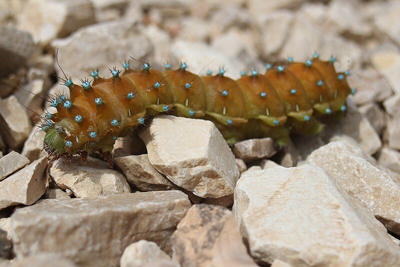 File:Saturnia pyri caterpillar.jpg