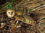 Standing on the ground, an owl stares at the camera, wings spread.