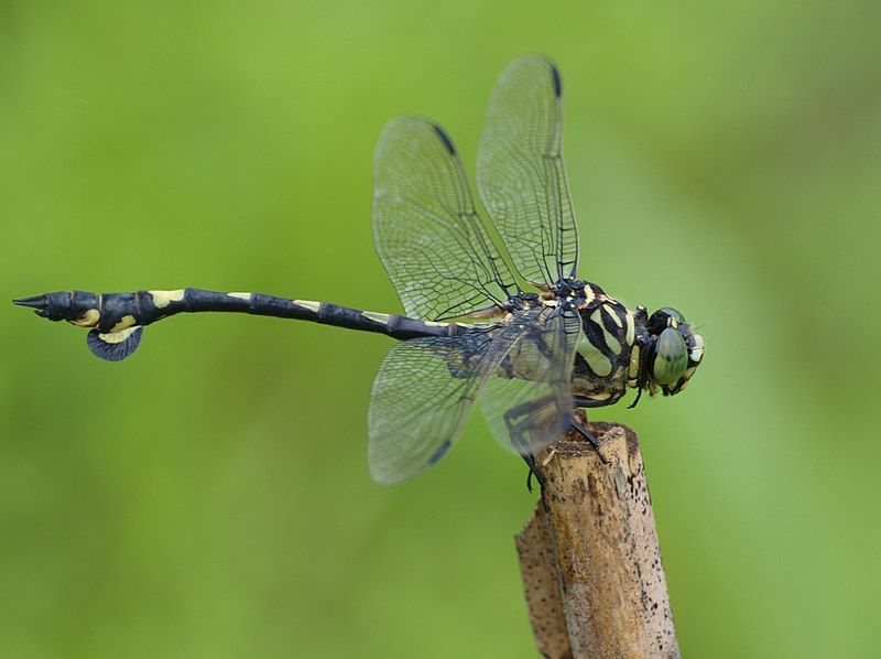 File:Sinictinogomphus clavatus.jpg