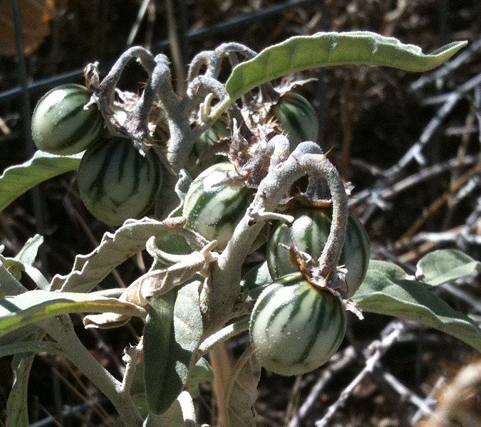 File:Solanum elaeagnifolium berries.jpg