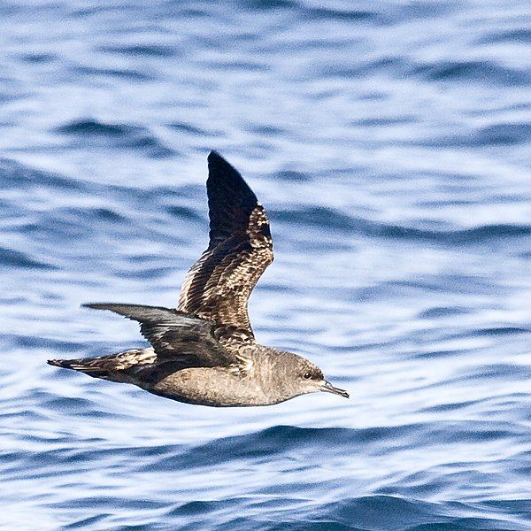 File:Sooty Shearwater.jpg