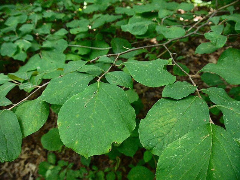 File:Styrax grandifolius.jpg