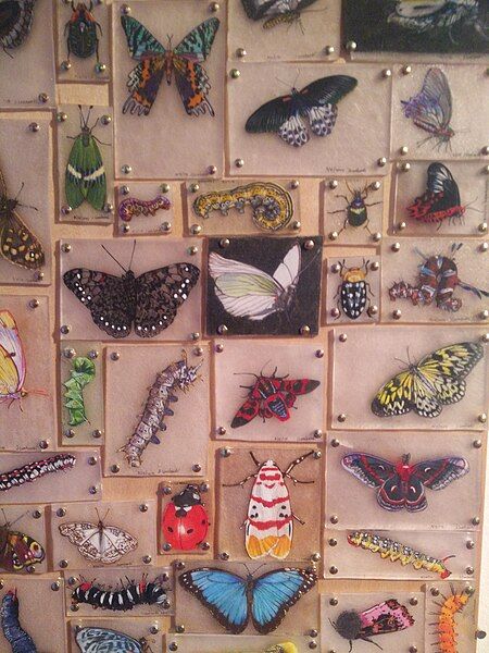 File:Surel'sPlaceShrinkyDinksButterflies.jpg