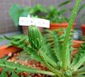 The bud of Taraxacum japonicum Koidz. No ring of smallish, downward-turned bracts under the flower head.