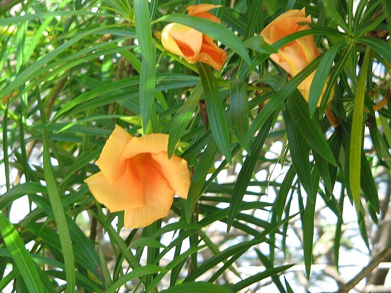 File:Thevetia peruviana aurantiaca.JPG