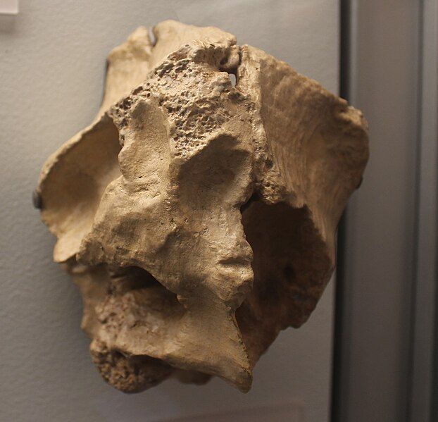 File:Timurlengia braincase NMNH.jpg