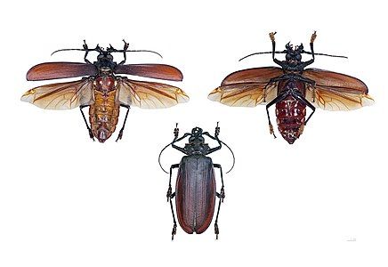 Titan beetles, by Archaeodontosaurus