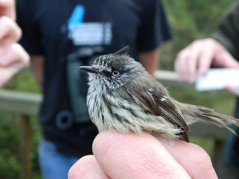 File:Tufted tit-tyrant right.jpg