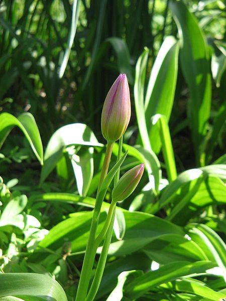 File:Tulipa bakeri001.jpg