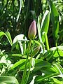 Tulipa saxatilis buds