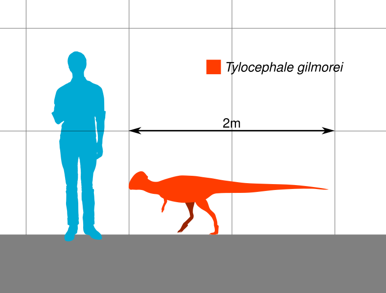 File:Tylocephale Scale.svg