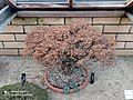 Bonsai 'Hokkaido' showing colour of December leaves