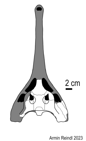 File:Ultrastenos skull reconstruction.png