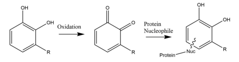 File:Urushiol Mechanism.png