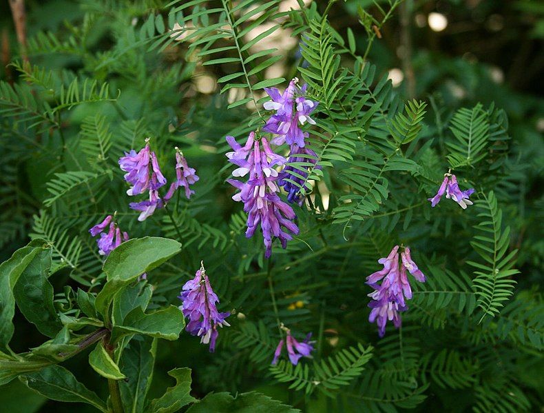 File:Vicia tenuifolia 4.jpg