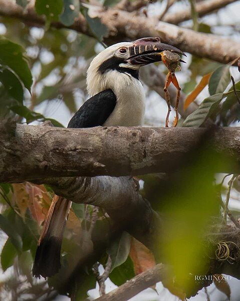 File:Visayan Hornbill.jpg