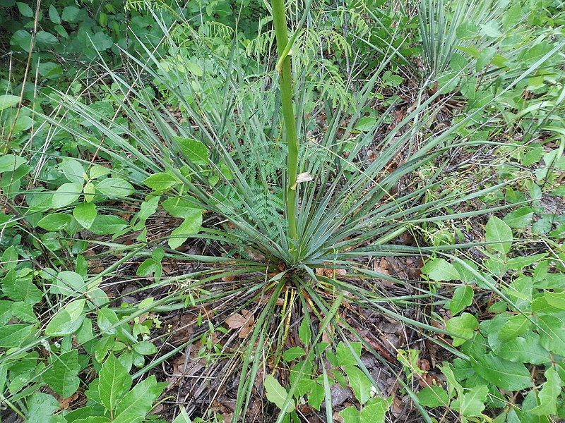 File:Yucca louisianensis.jpg