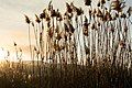 Wetland grasses