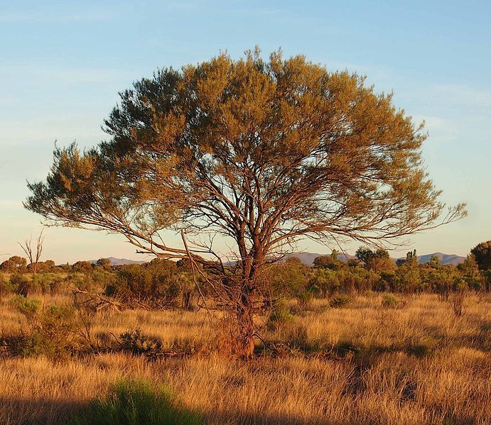 File:Acacia aneura habit.jpg