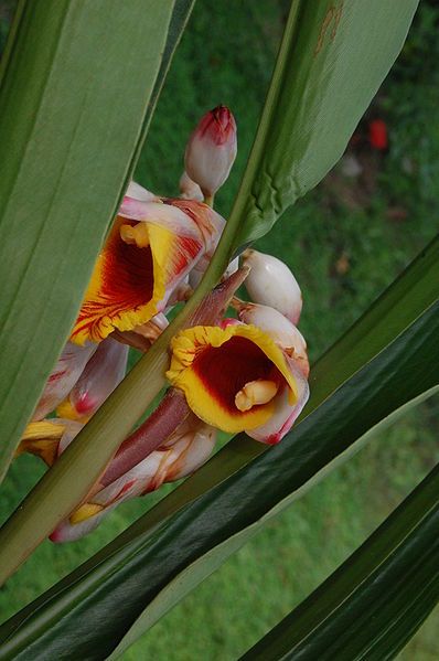 File:Alpinia zerumbet4.JPG