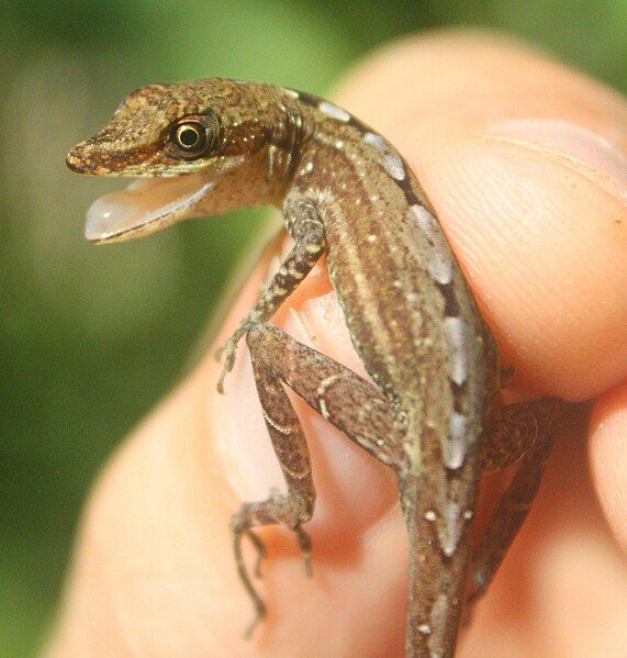 File:Anolis cryptolimifrons.jpg