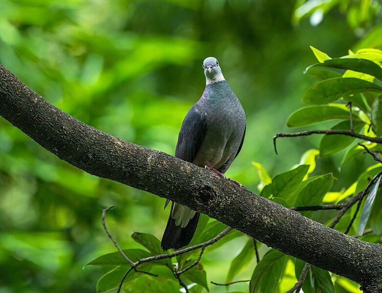 File:Ashy Wood Pigeon.jpg