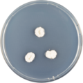 Aspergillus ambiguus growing on CYA plate