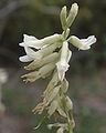 Rush milkvetch (Astragalus lonchocarpus) flowers, Hyde Park Road, Santa Fe