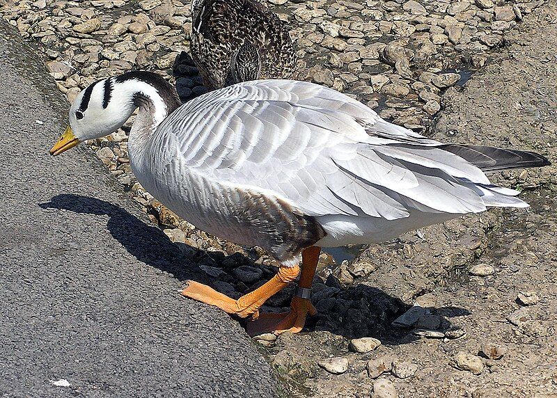 File:Bar-headed.goose.slimbridge.arp.jpg