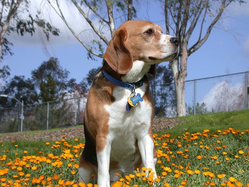 File:Beagle.jpg