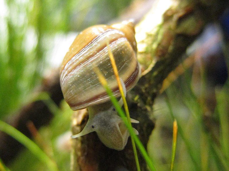 File:Blasenschnecke 05.jpg