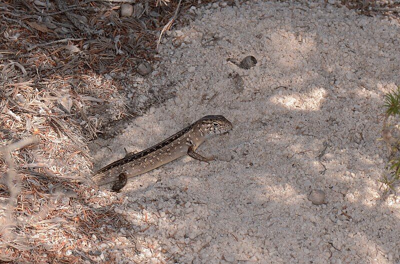 File:Bullskink.jpg