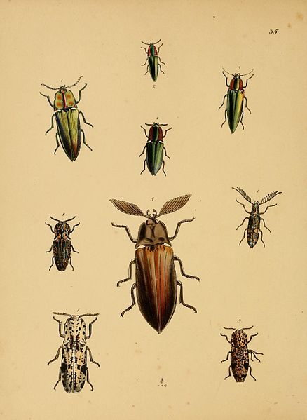 File:CabinetOrientalEntomology35.jpg