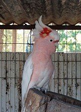 Major Mitchell's cockatoo (Cacatua leadbeateri)