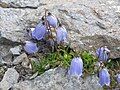 Campanula cochleariifolia