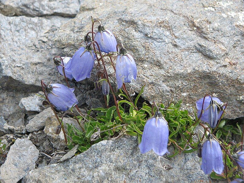 File:Campanula cochleariifolia02.jpg