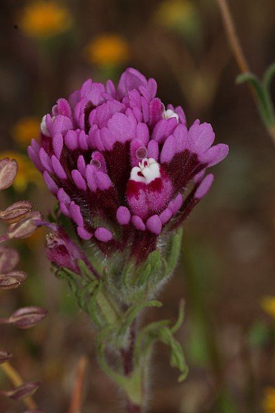 File:Castilleja exserta 8040.JPG