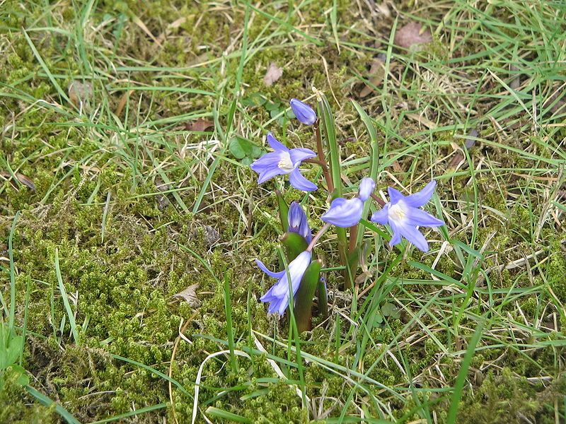 File:Chionodoxa forbesii02.jpg