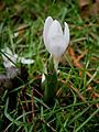 Colchicum hungaricum