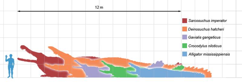 File:Crocodilians scale.png