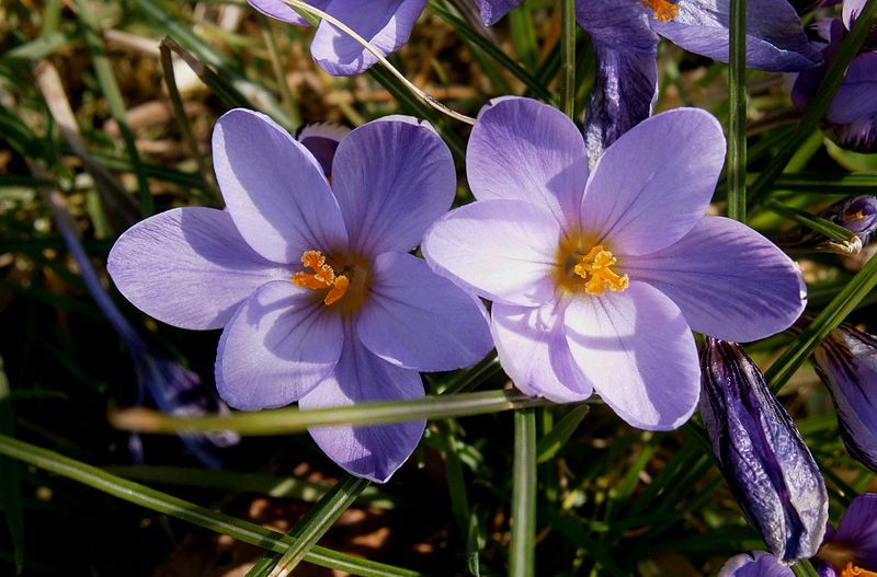 File:Crocus minimus13.jpg