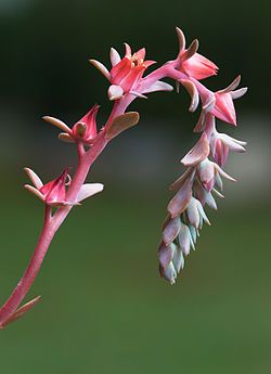 Echeveria 'Blue Curl'