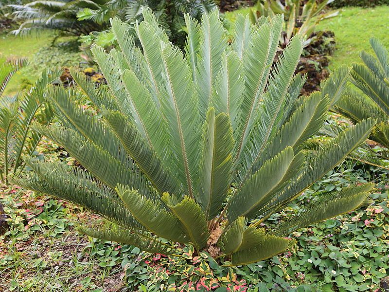 File:Encephalartos friderici-guilielmi-IMG 9700.JPG