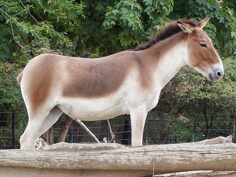 File:Equus kiang holdereri03.jpg