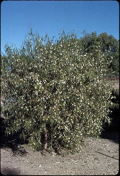 File:Eremophila santalina habit.jpg