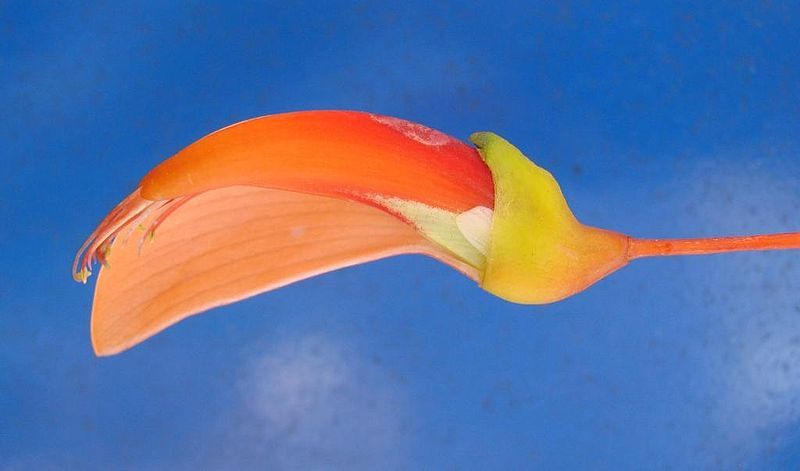 File:Erythrina mulungu flower.jpg