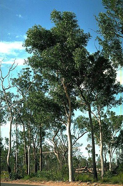 File:Eucalyptus hallii.jpg