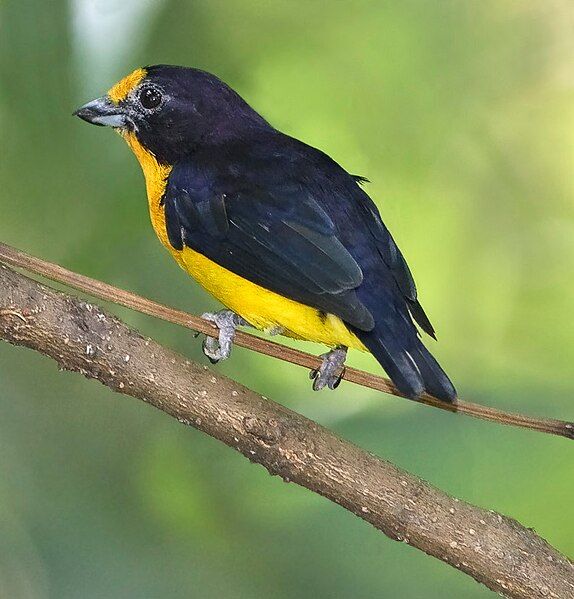 File:Euphonia violacea-20090124.jpg